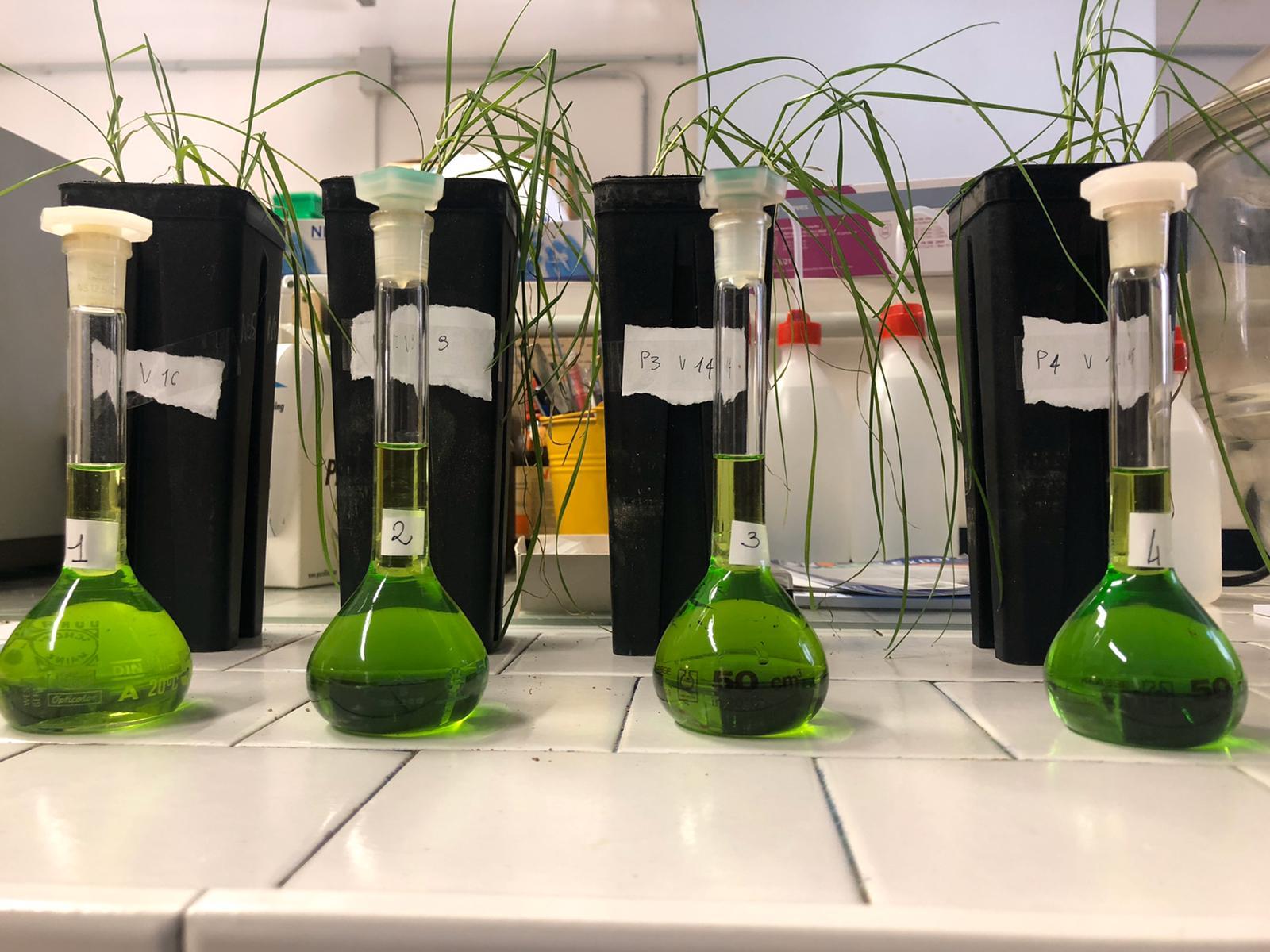 determinazione clorofille