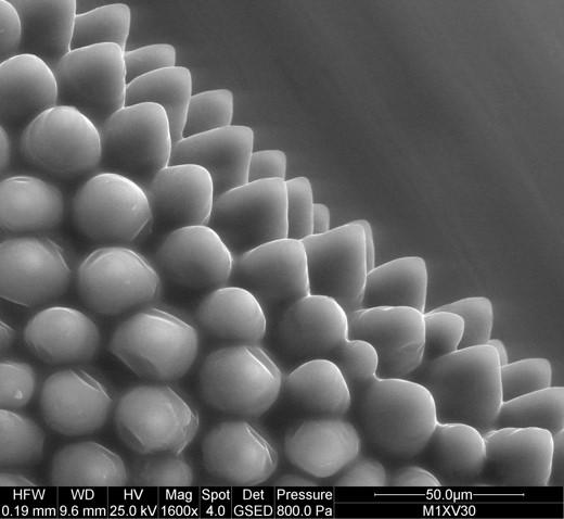 petunia petal surface at the scanning electron microscope