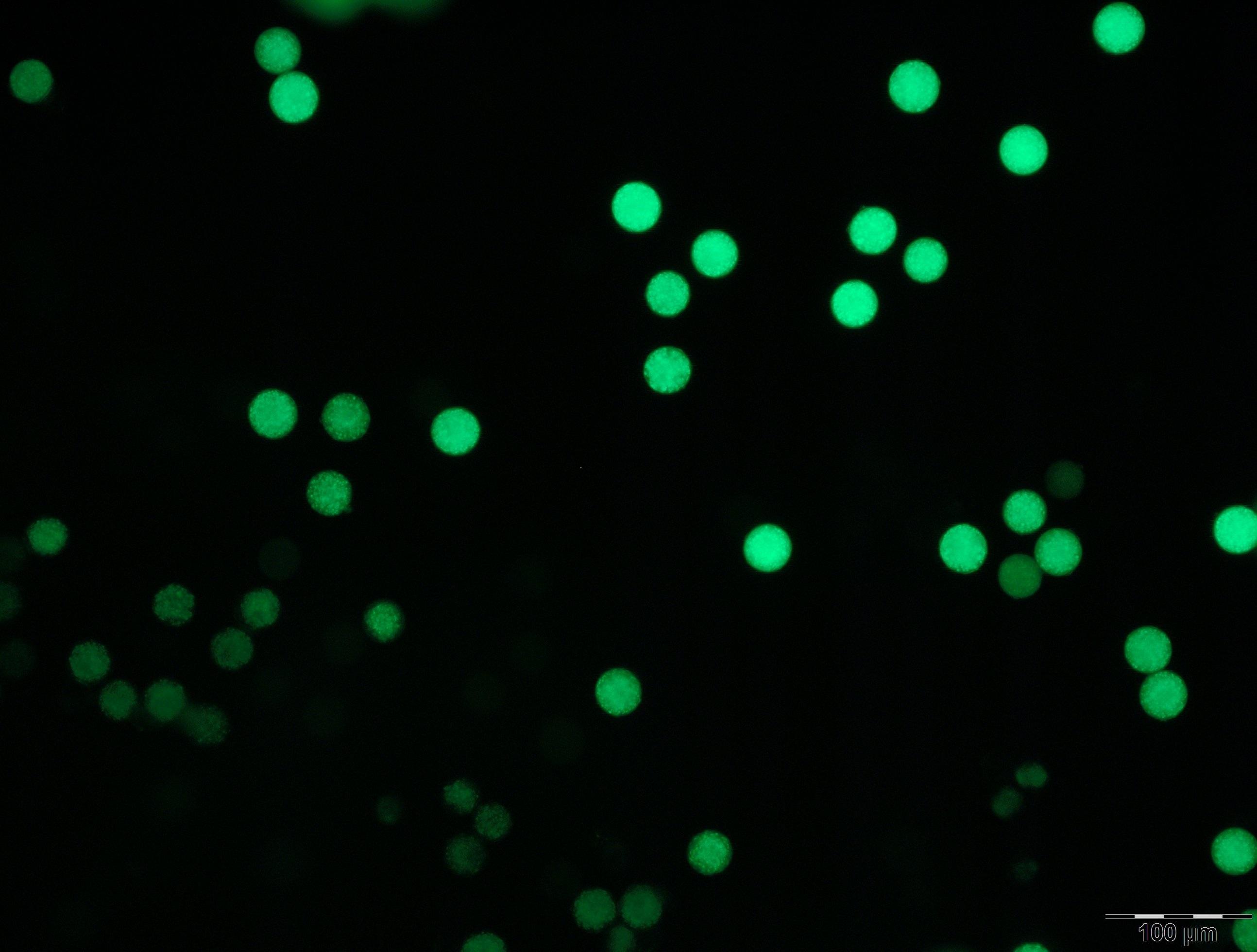 plantago lanceolata pollen grains