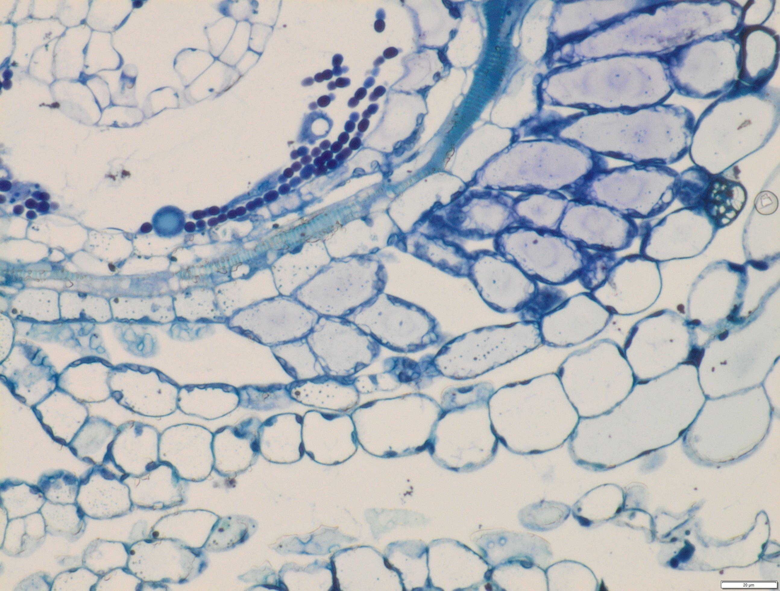 sezione foglia azolla con batteri simbionti
